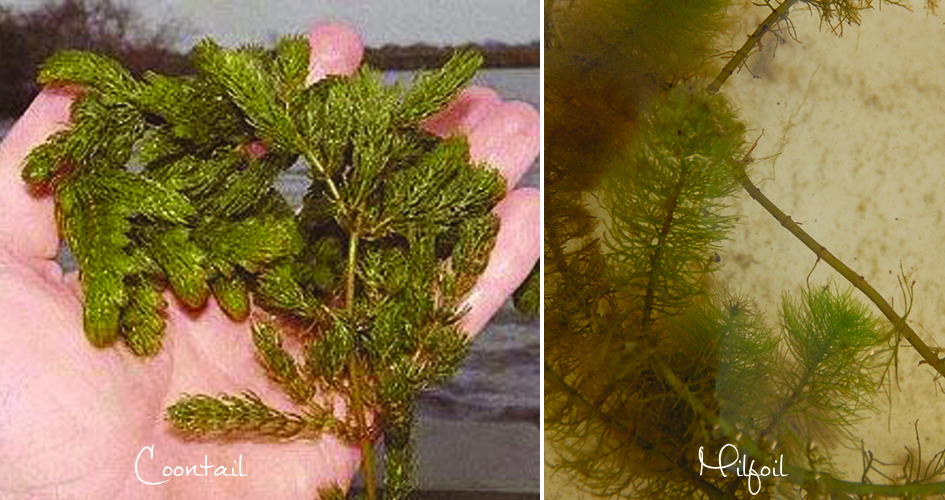Coontail vs. Milfoil